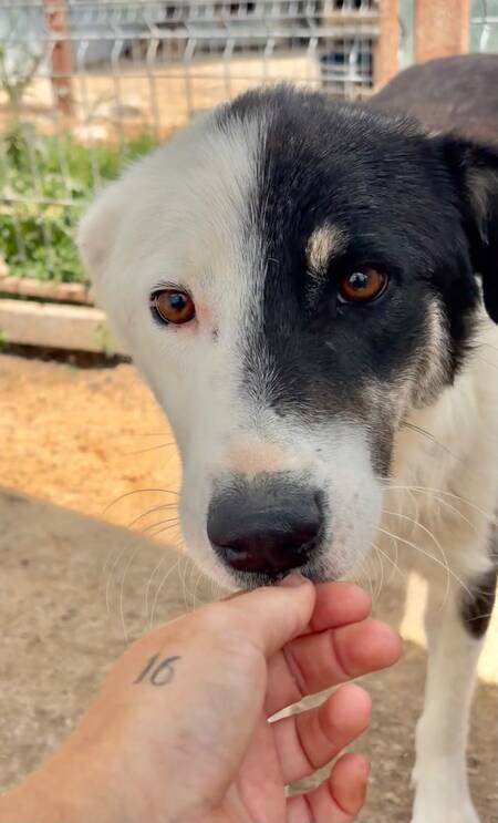 Adopter Flossie