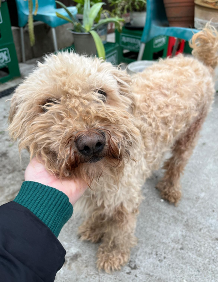 Adopter Boris