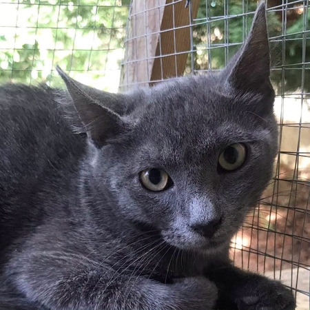 Adopter Grison 