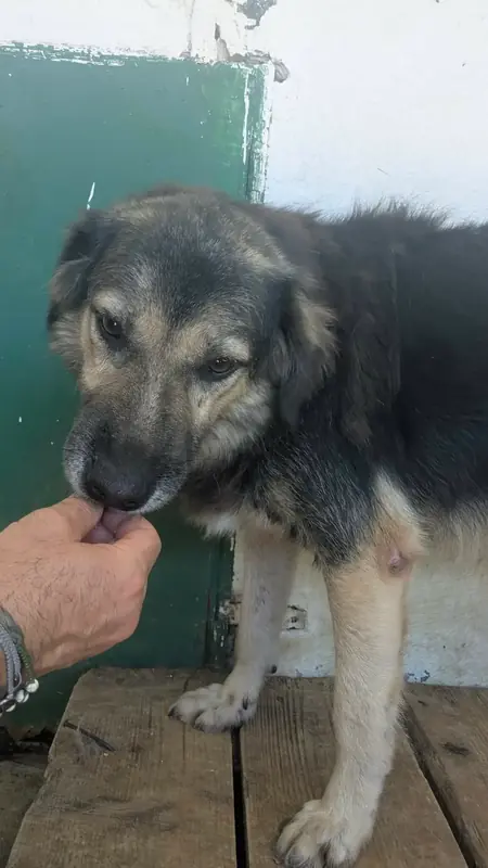 Adopter Sully