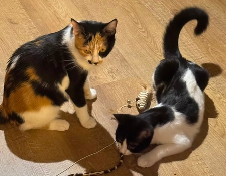 Adopter Moosh et Skadi
