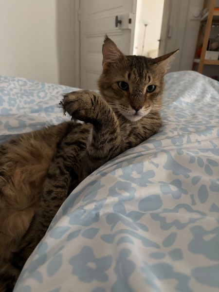Adopter Mario