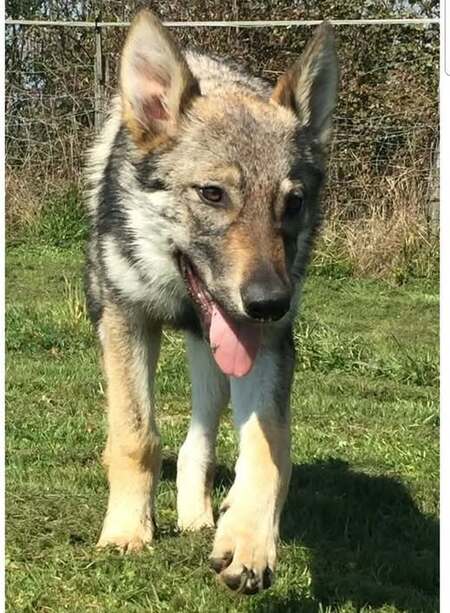 Adopter Pyuna