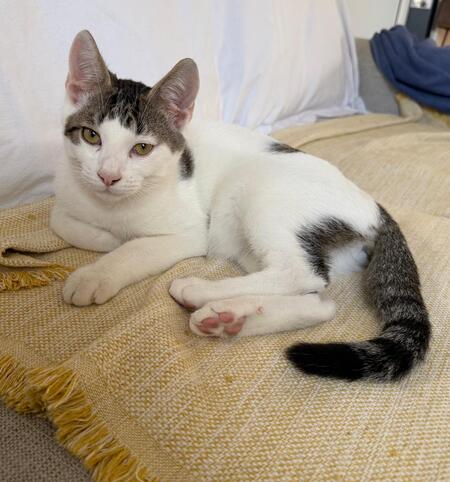 Adopter Ado
