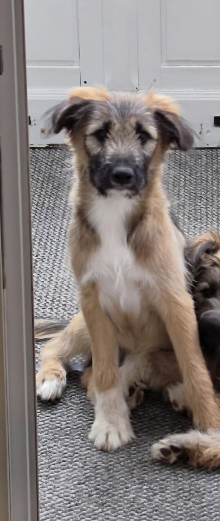 Adopter Craquotte