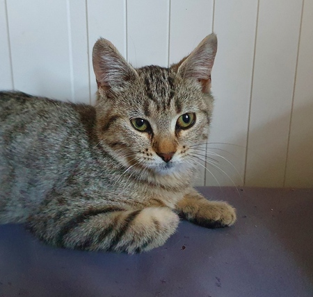 Adopter Brume