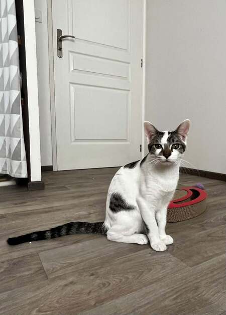 Adopter Bambou
