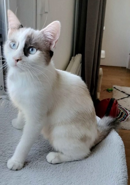 Adopter Cadanse