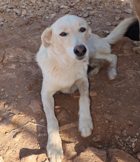 Adopter Archie