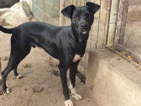 Adopter Helio