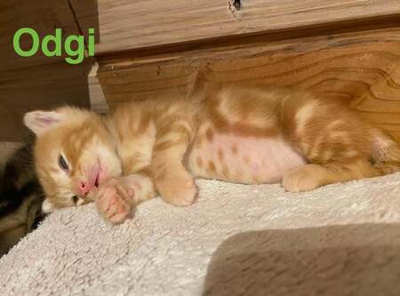 Adopter Odgi