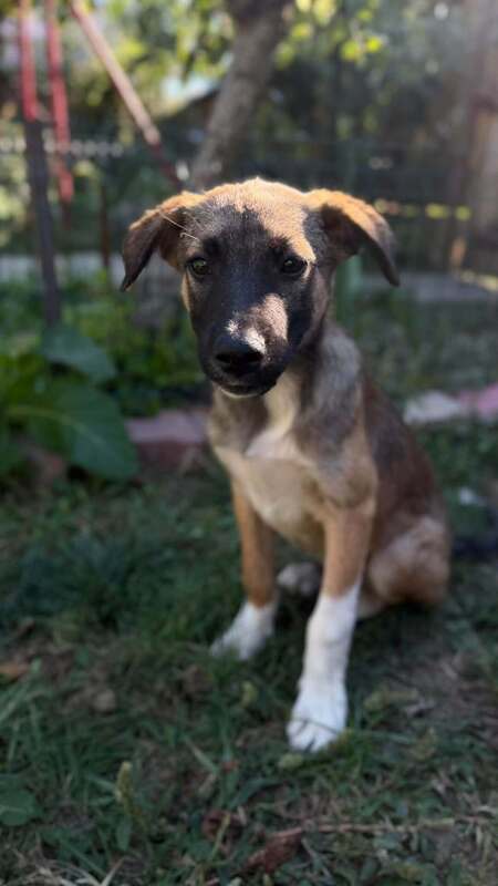 Adopter Saxo