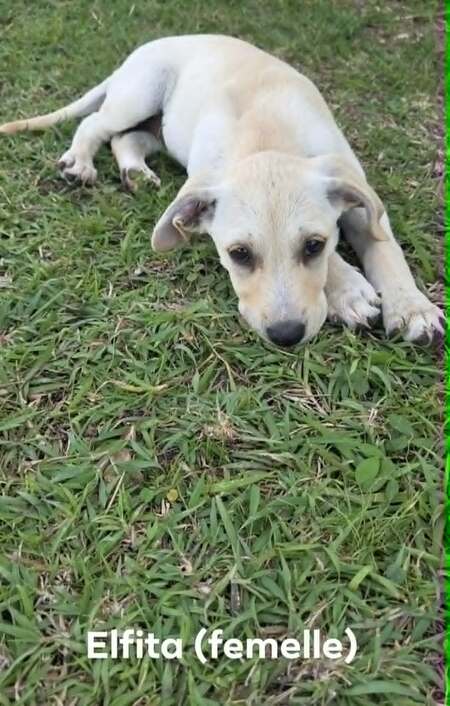 Adopter Elfi