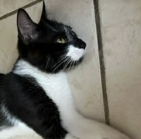 Adopter POMME 