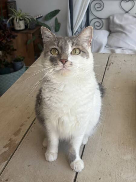 Adopter Duchesse 