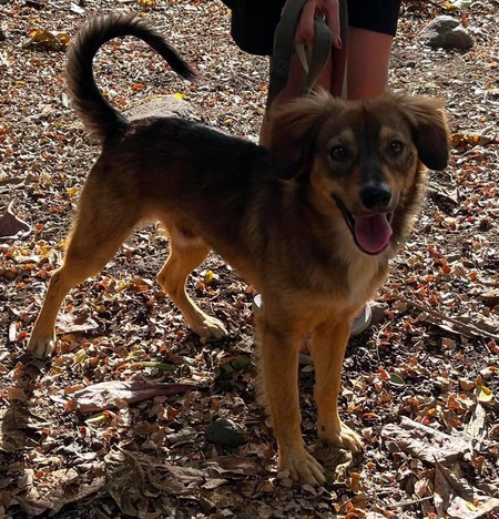Adopter Corto