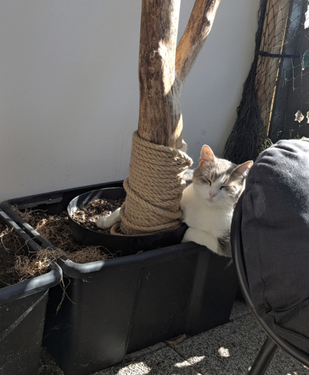 Adopter Velour