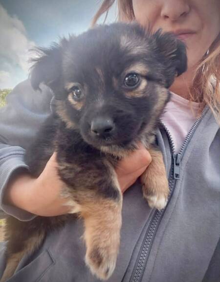 Adopter Jack