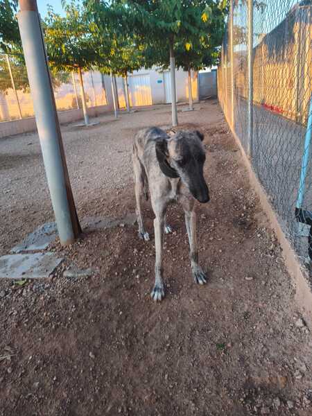 Adopter Fanny