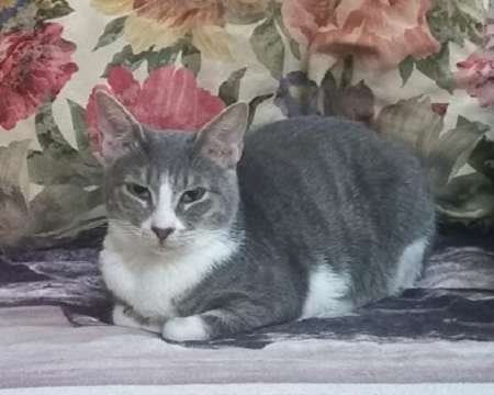 Adopter Gretel