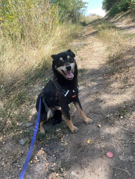 Adopter FLEUR, chien a adopter!