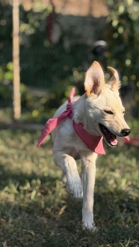 Adopter Isidore