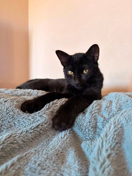 Adopter Baghou 
