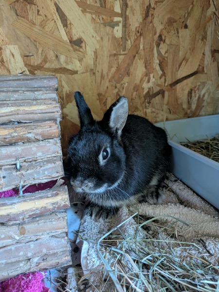 Adopter Nox