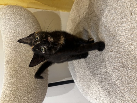 Adopter Bonnie