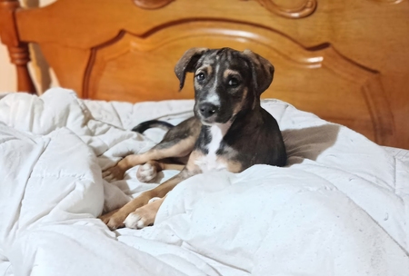 Adopter Zanah