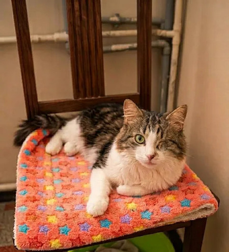 Adopter Diva