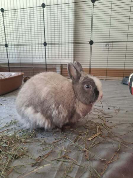 Adopter Tulsi