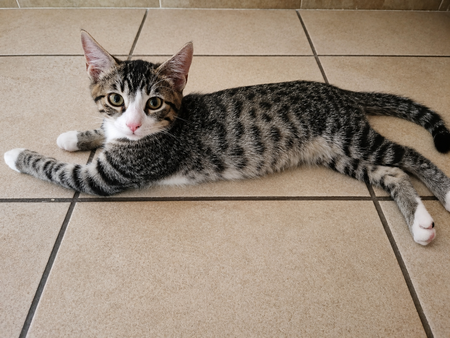 Adopter TIGO
