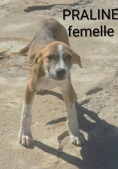 Adopter Praline
