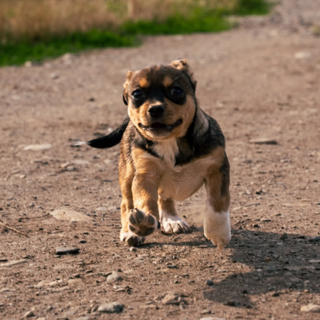 Adopter FROGGI