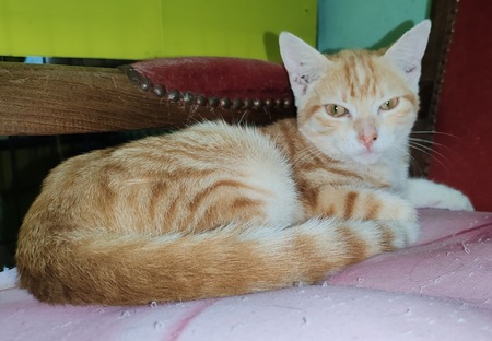 Adopter Aladin