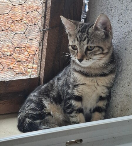 Adopter BIQUET