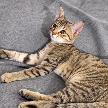 Adopter Nairobi