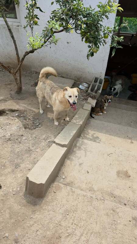Adopter Cream