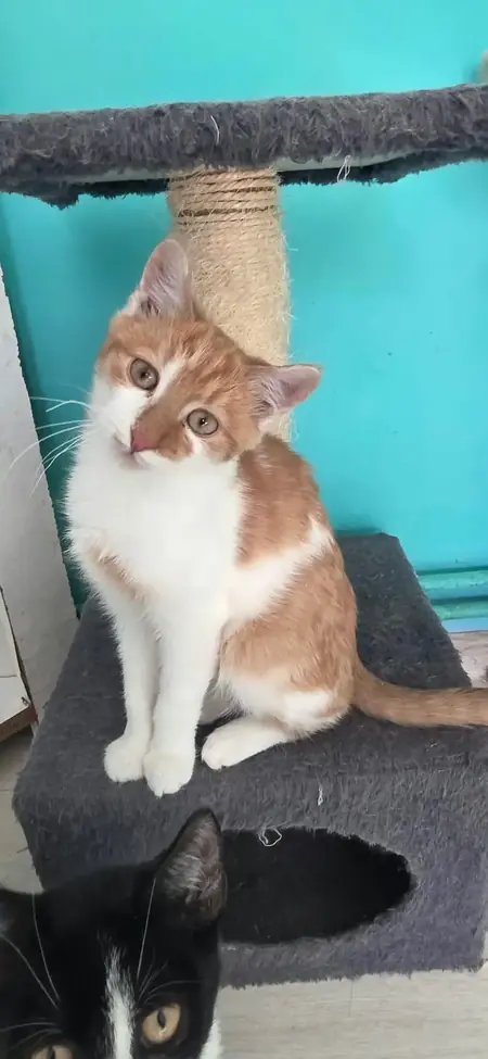 Adopter Kojak