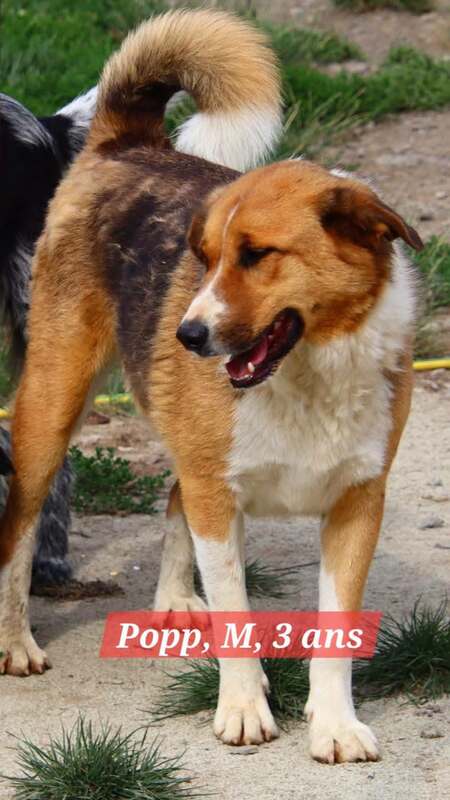 Adopter POPP