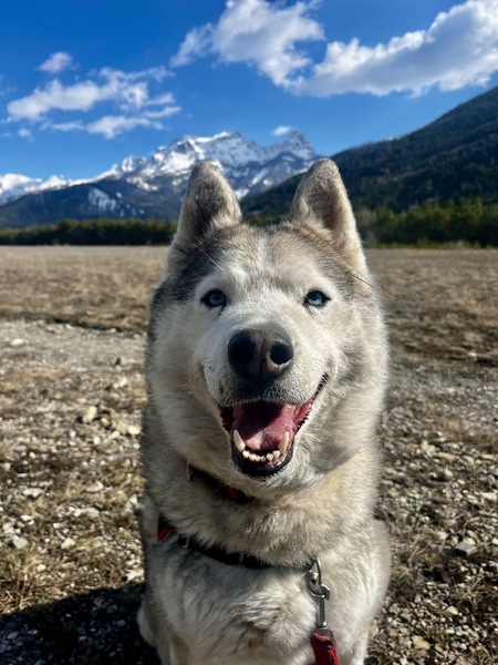Adopter Niro