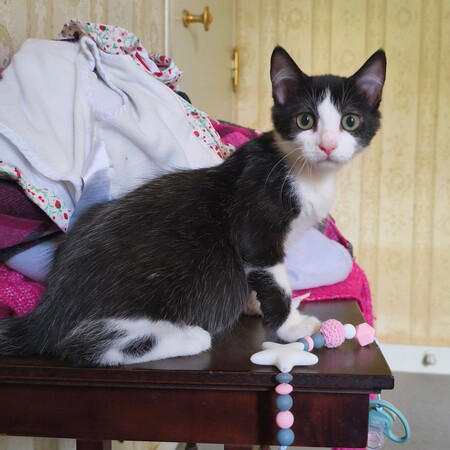 Adopter BULBIZARD