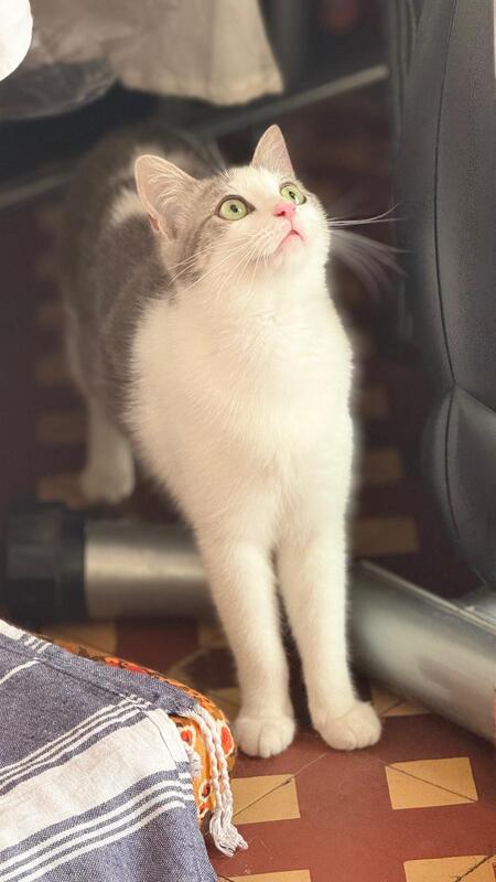 Adopter Livia