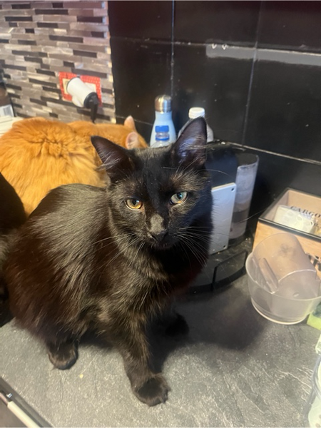 Adopter Moka