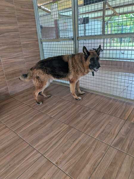 Adopter Néron