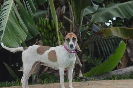Adopter Syrah