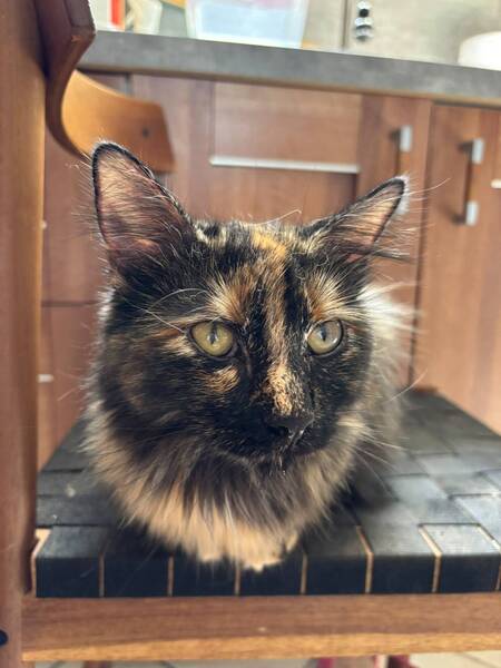 Adopter Nala