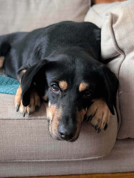 Adopter JOONA