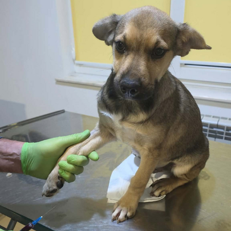 Adopter Mario